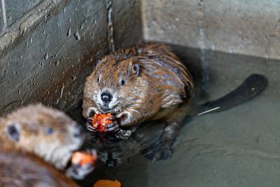 Beaver kits snack on carrot and sweet potato at a bunkhouse where nuisance beavers are quarantined for three days before being relocated to a new watershed, in Millville, Utah on Nov 12, 2025.