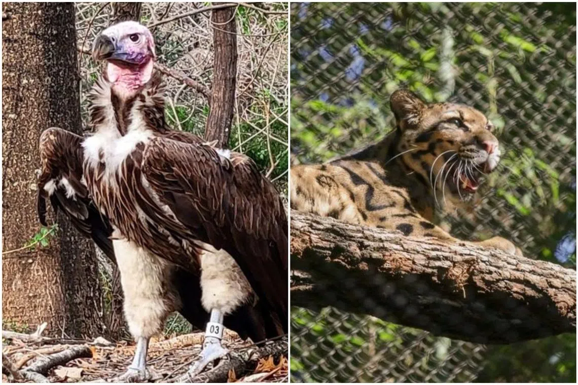 Pin (left), an endangered lappet-faced vulture was found dead at Dallas Zoo over the weekend, while Nova, a clouded leopard, escaped her enclosure.