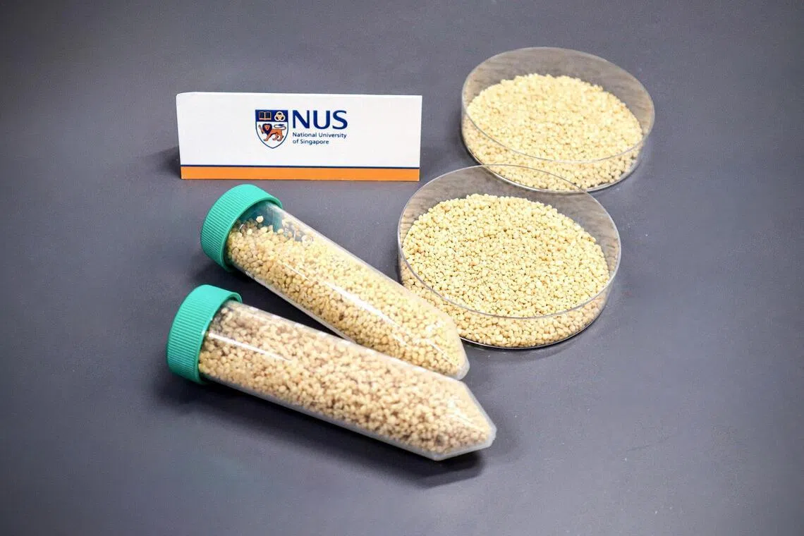 The oral vaccine developed by researchers from the National University of Singapore can be mixed into fish feed, providing an effective and easy-to-administer solution to boost immunity against the nervous necrosis virus.