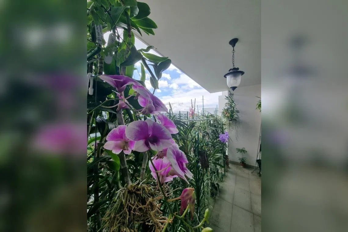 The writer's orchid garden.