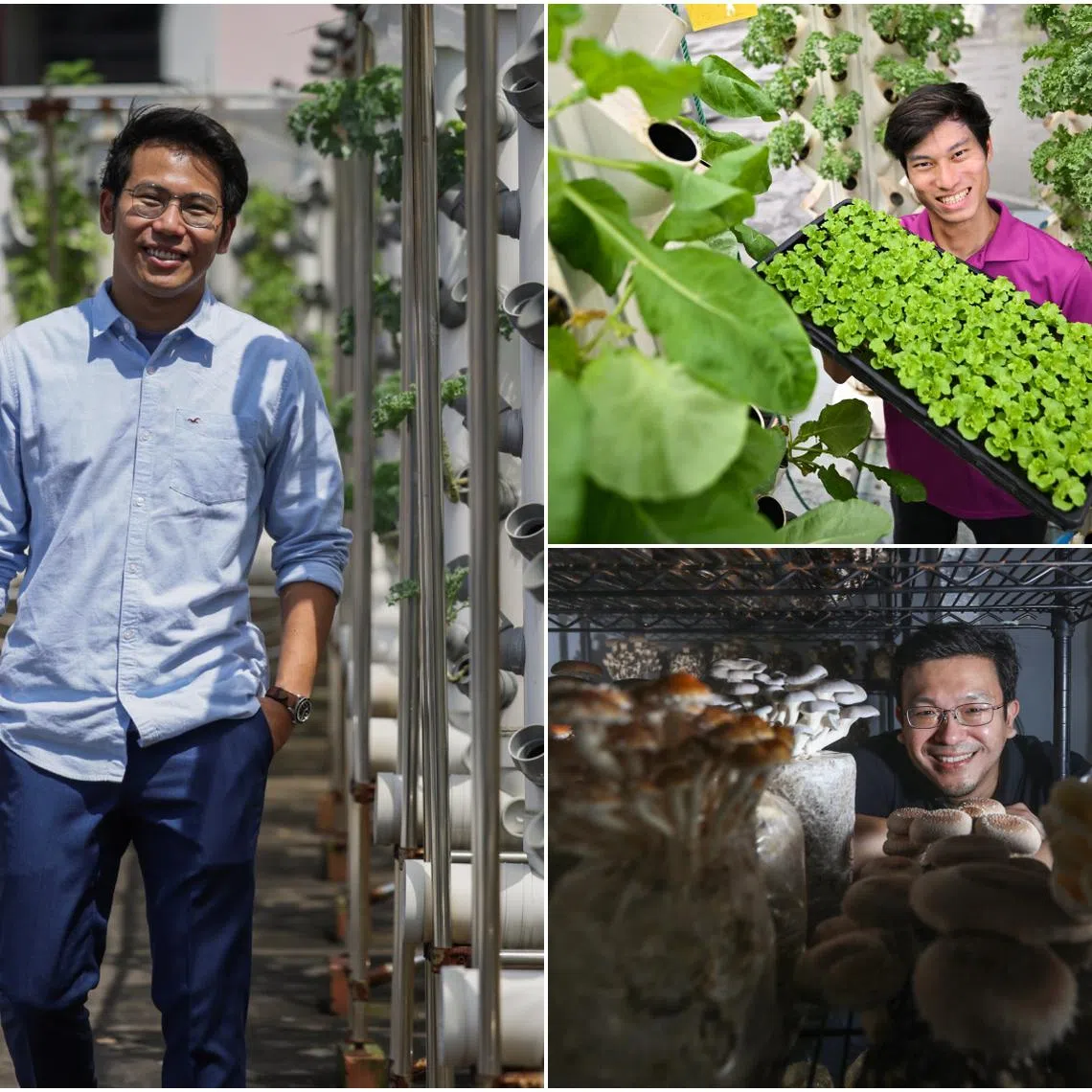 (Clockwise from left) Mr Webster Tham, co-founder of Tomato Town's farm; Mr Leonard Teo, founder of Straits Agriculture; and Mr John Ong, founder of Spore Gardens.