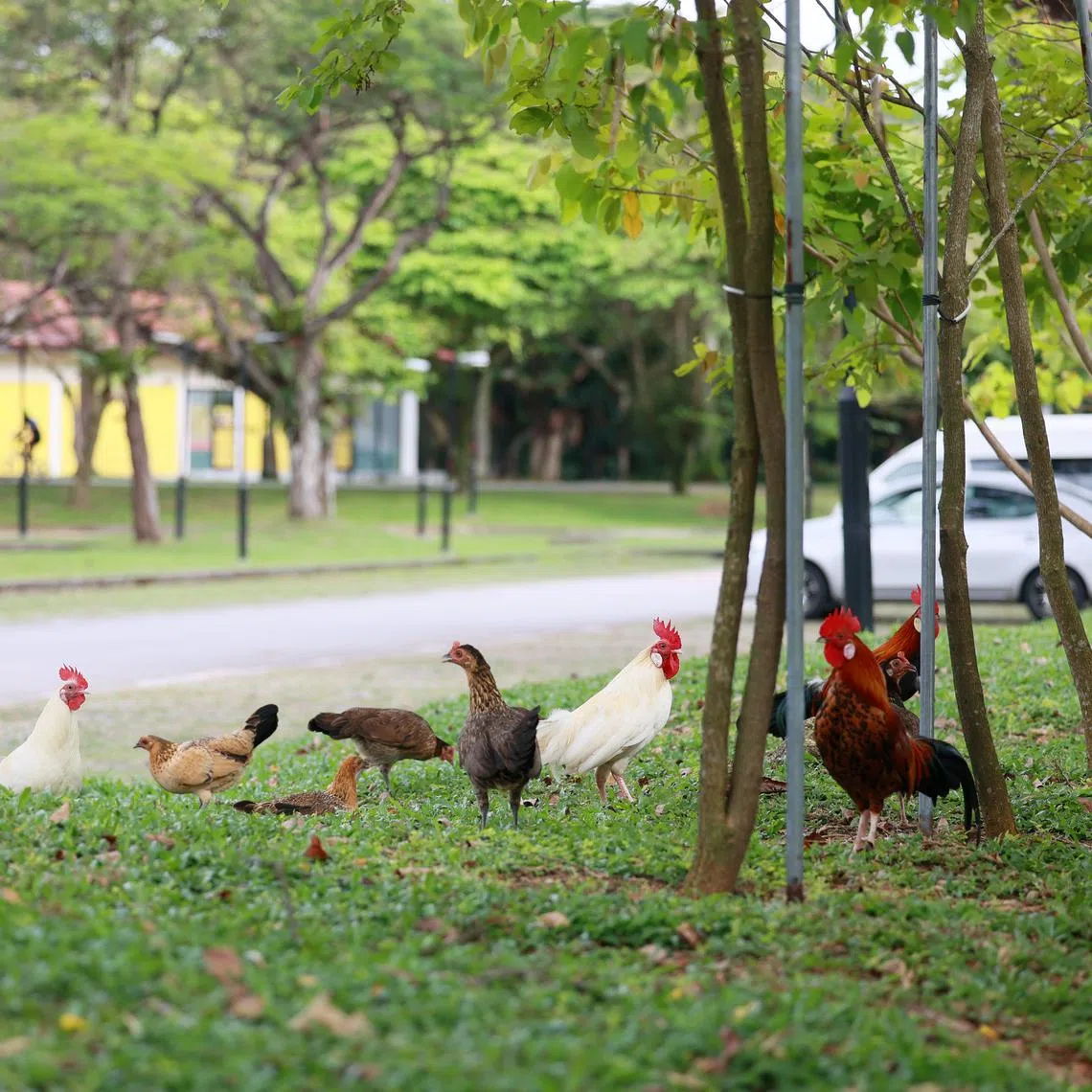 SM20221031-PhuahHG02 / 潘丰源 / 吴睿明 / Chickens found in park / Pasir Ris Park