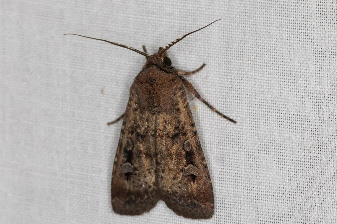 Back from the brink, Australia’s Bogong moths are again swarming the skies