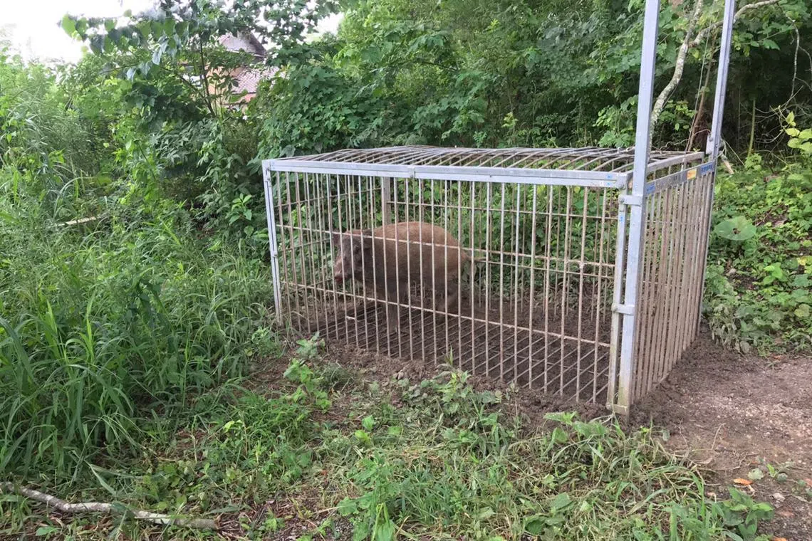 Depopulated areas with little human activity has essentially expanded the natural environment for wildlife