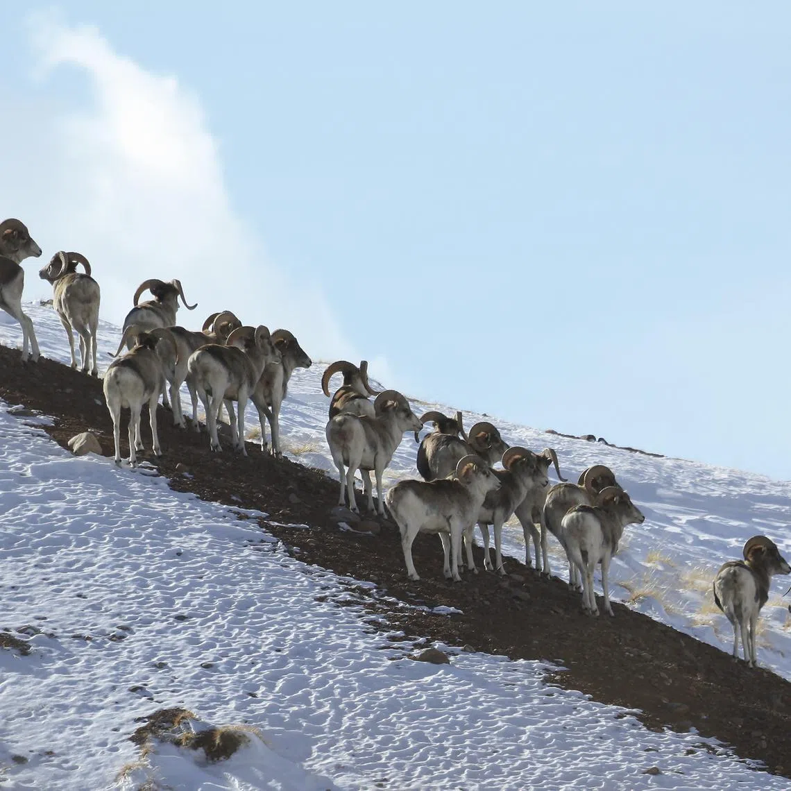 Until 2021, Arthur Schubarth was said to have illegally used tissue from  a Marco Polo argali sheep, to create the giant species