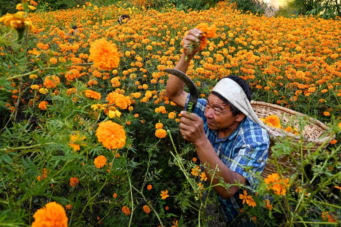 A farmer harvests marigold flowers ahead of Tihar, the Nepali-Hindu festival of lights, at a field in Ichangu Narayan village on the outskirts of Kathmandu, Nepal on Oct 29, 2024. 