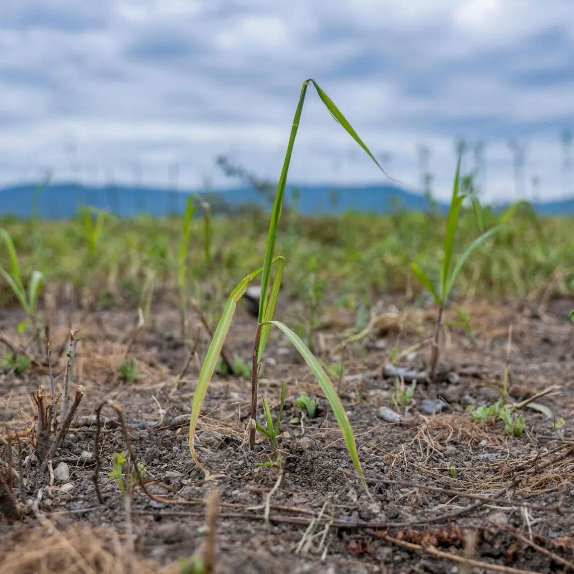 Under a NATO-sponsored project, a university is working to study whether a certain strain of grass, the giant miscanthus, could remove pollutants like oil products, explosives, and trace elements from the soil.