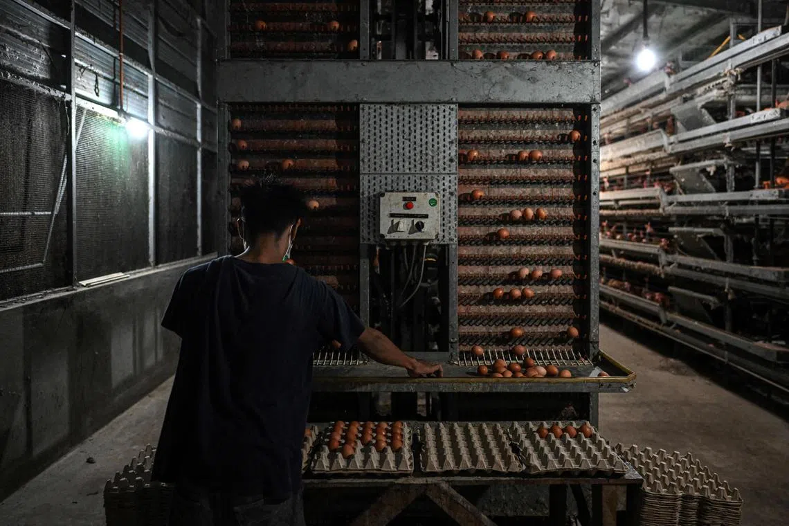 Malaysians consume an average of 968 million chicken eggs every month.