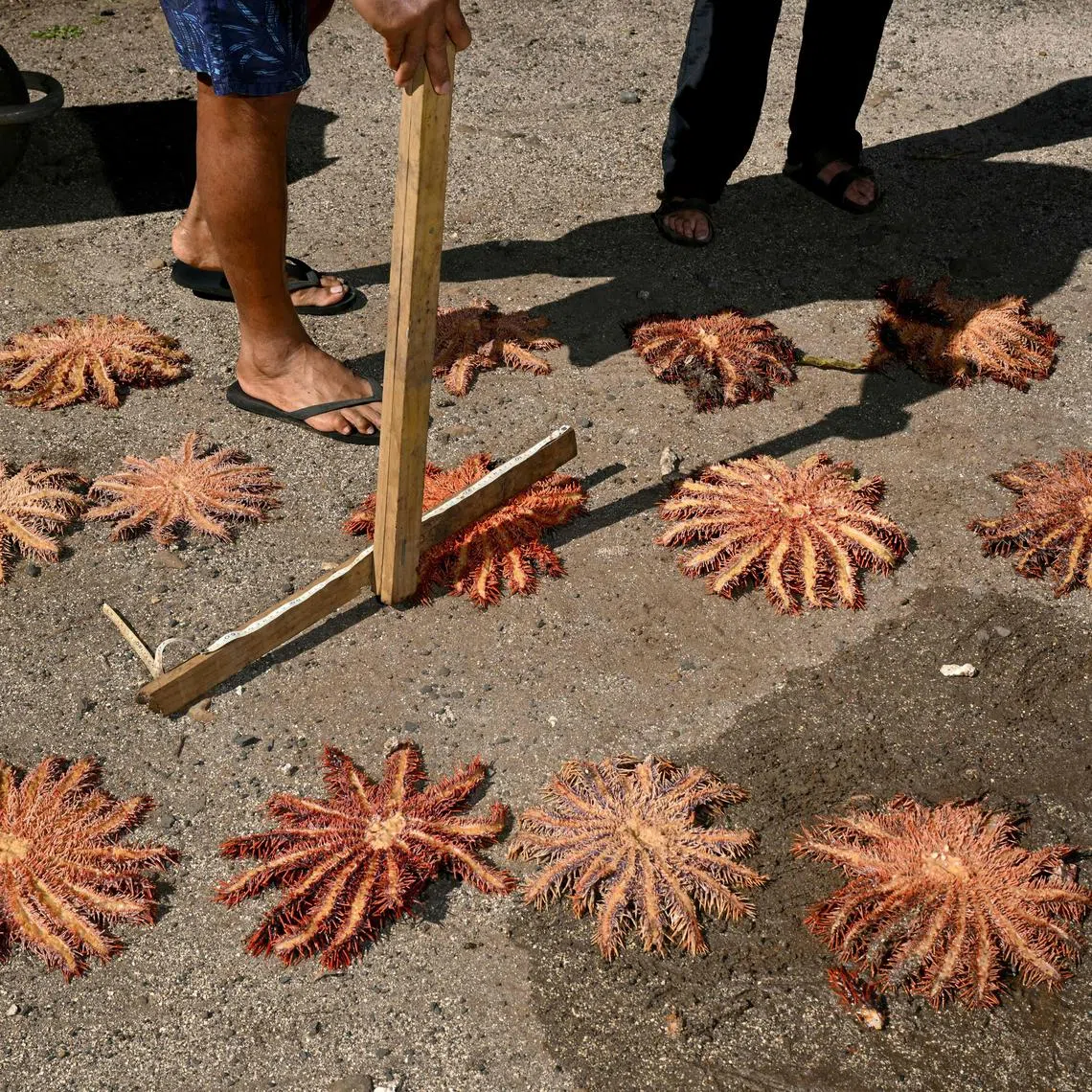 Members of the environmental group Korero O Te Orau counting and measuring some of the crown-of-thorns starfish collected from a reef off Rarotonga in the Cook Islands.  