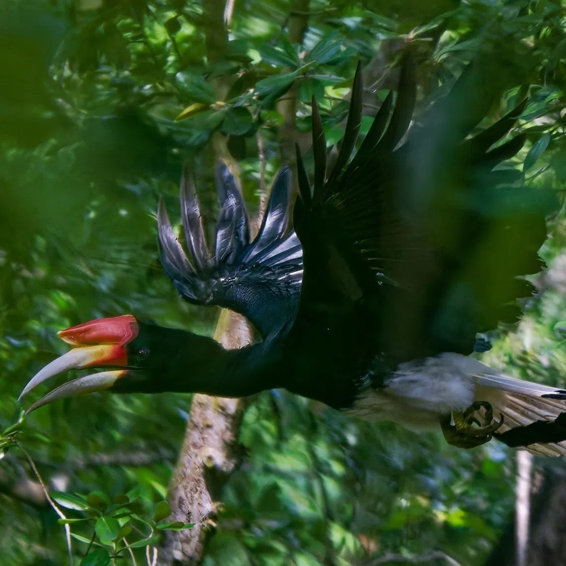 The Rhinoceros hornbill, known to be locally extinct, was spotted at Sungei Buloh Wetland Reserve on Oct 28 and 29.