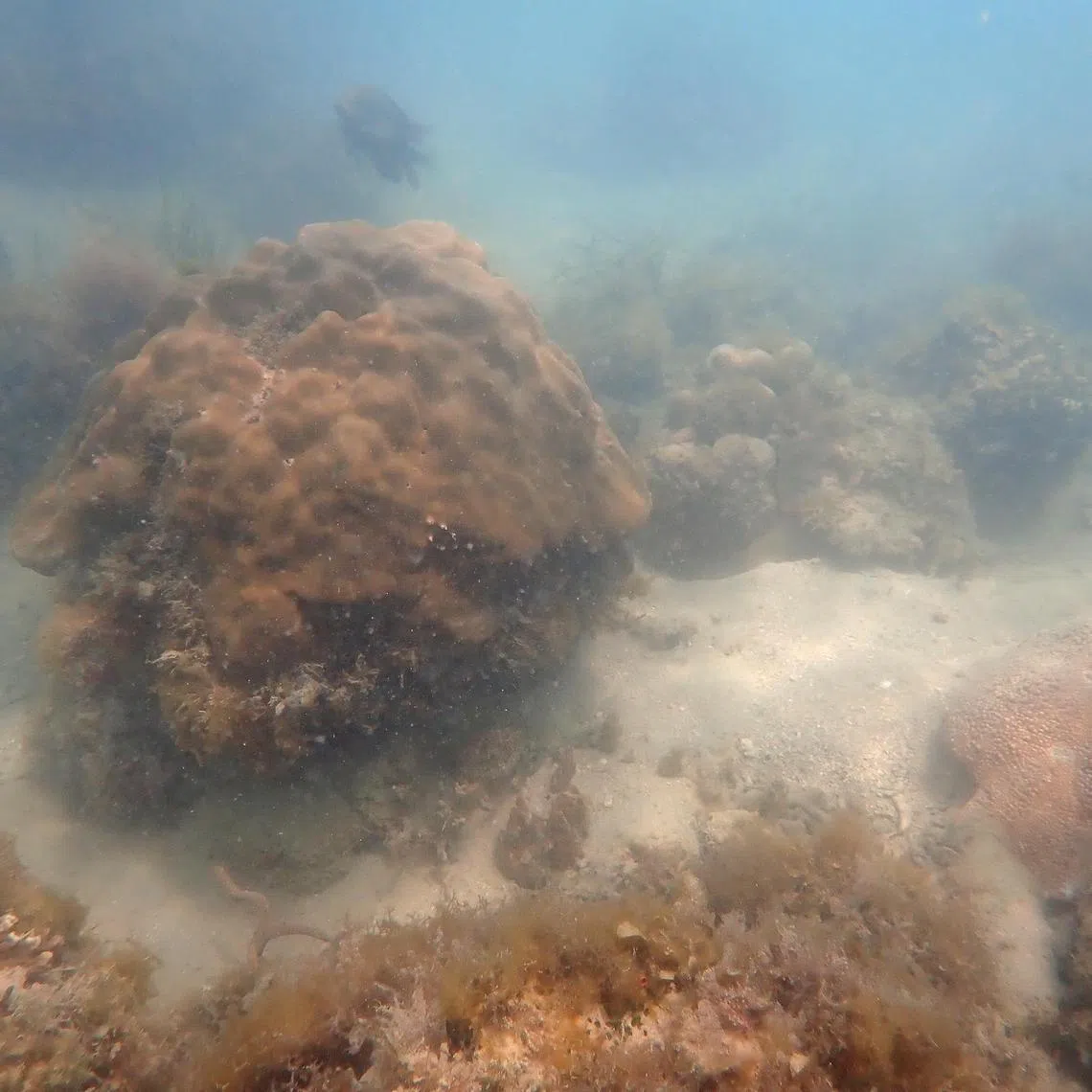 Corals amid mud and sediments at Pulau Hantu. 