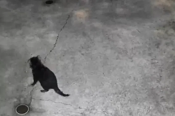 ‘Unstable’ Tasmanian devil found after 15 days on the run