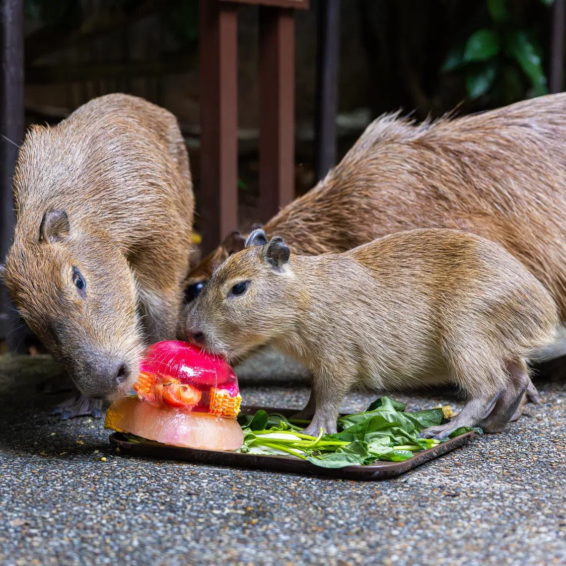 Six winners of a capybara-themed social media contest will score an up-close interactive experience with the creatures.