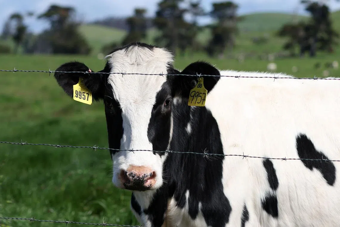 Four human cases, all dairy workers, have been reported in the US since avian flu was confirmed in dairy cows in March.