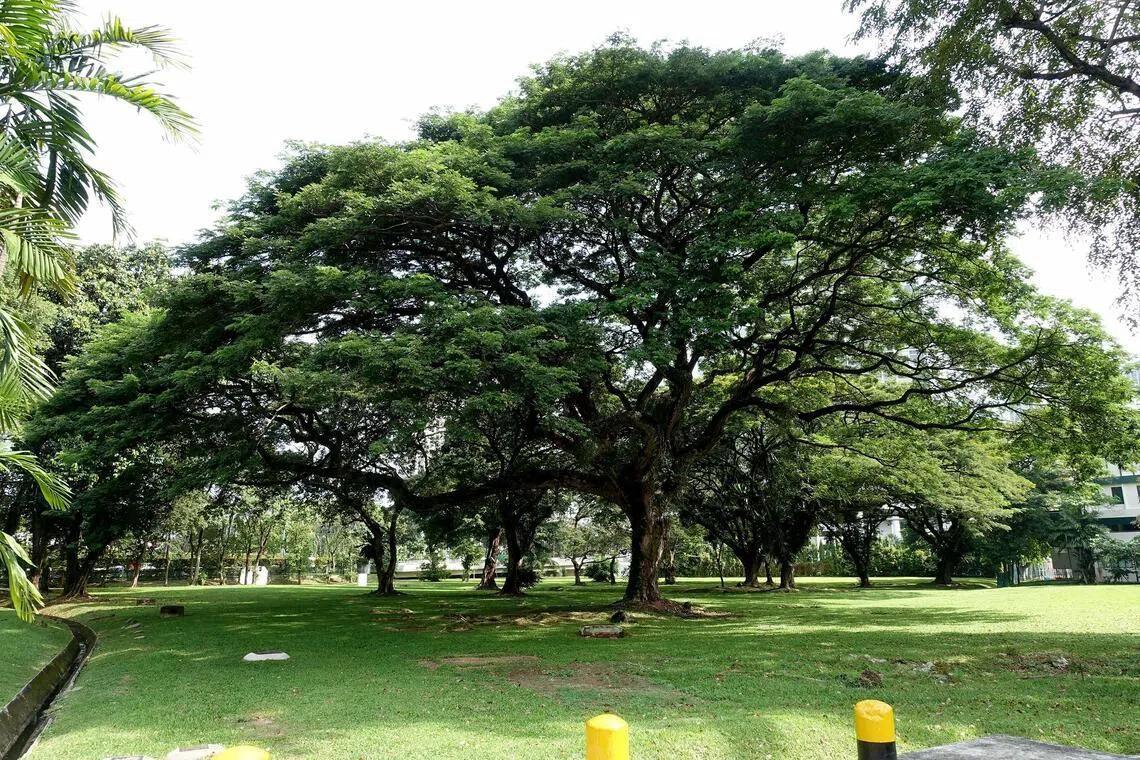 The rain tree species is widely cultivated in South-east Asia and highly recognisable for its umbrella-shaped crown.