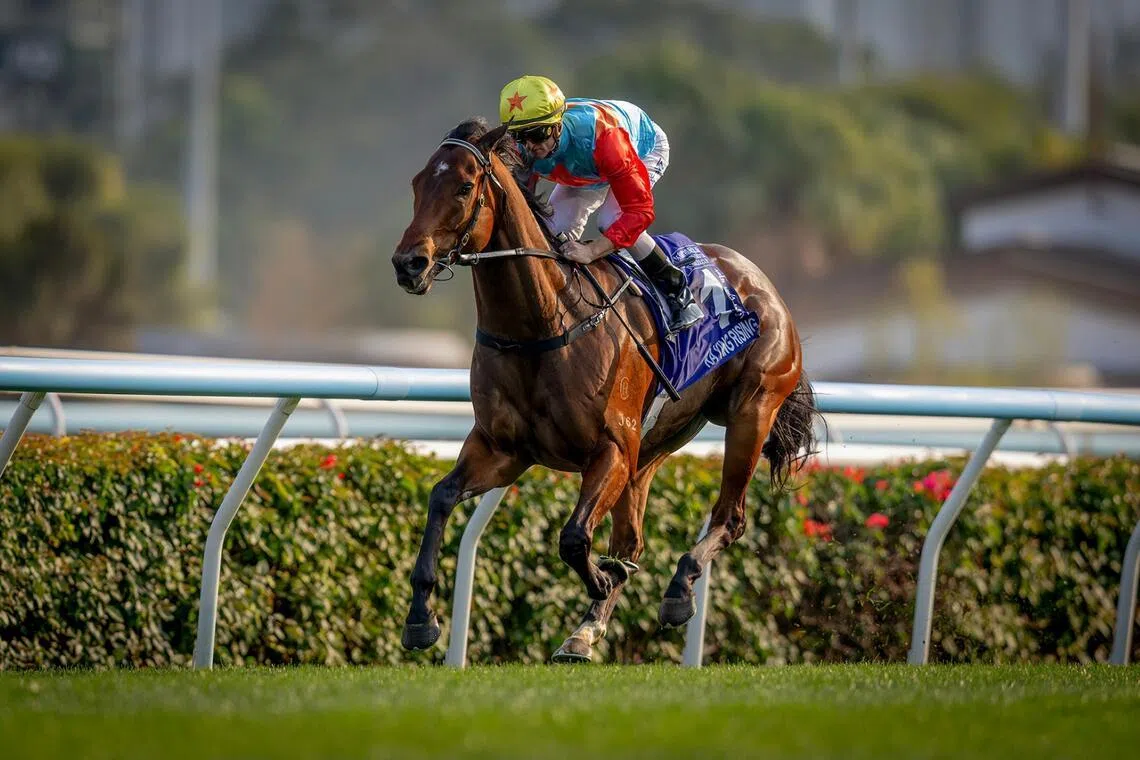 Ka Ying Rising (Zac Purton) at his record-breaking 18th consecutive win in the Queen’s Silver Jubilee Cup (1,400m) at Sha Tin on Feb 22. An end to the streak in the Group 2 Sprint Cup (1,200m) on April 6 is unfathomable to most.