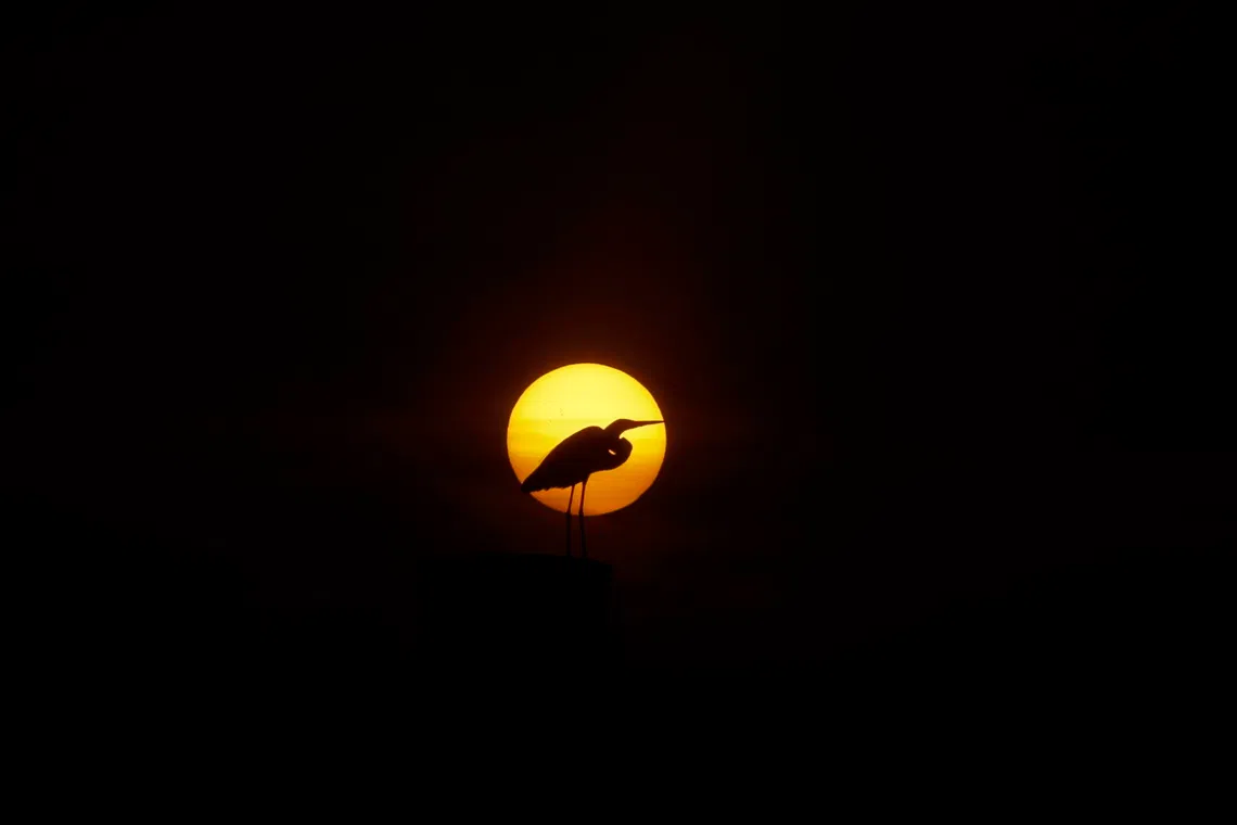 A heron is silhouetted against the setting sun over the banks of the Guama River in Belem, Brazil, Nov 9, 2025. 