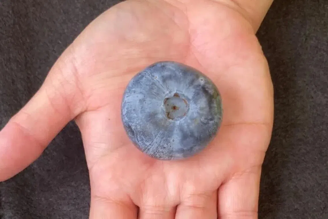 The record-breaking berry measured 39.31mm in diameter, roughly the same size as a table tennis ball. 