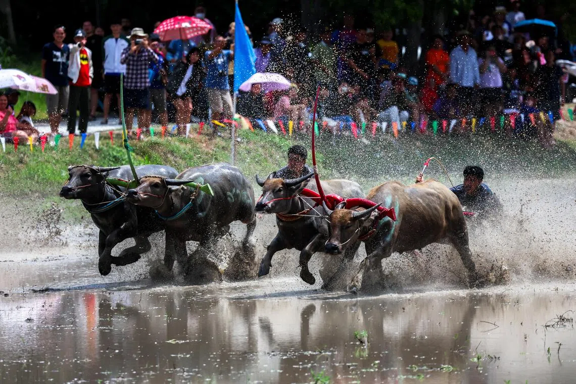 Jockeys compete in Chonburi's annual buffalo race festival, Chonburi province, Thailand.
