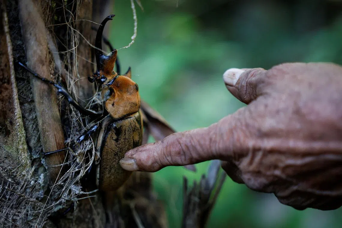 Gustavo Mo Cauich, 69, touches an elephant beetle at his home in the Maya community of Uh‑May, Quintana Roo state, Mexico, November 16, 2025. Historically marginalized, Maya populations in Mexico's southeast have long faced high poverty rates and limited access to services, and while the Mayan Train was promoted as a way to bring development to Indigenous Maya communities, many community activists say instead that their forests have been fragmented, communal lands eroded and traditions strained. For many Maya, the land over which it runs is their sacred inheritance, central to their identity and linking them to their ancestors. REUTERS/Daniel Becerril