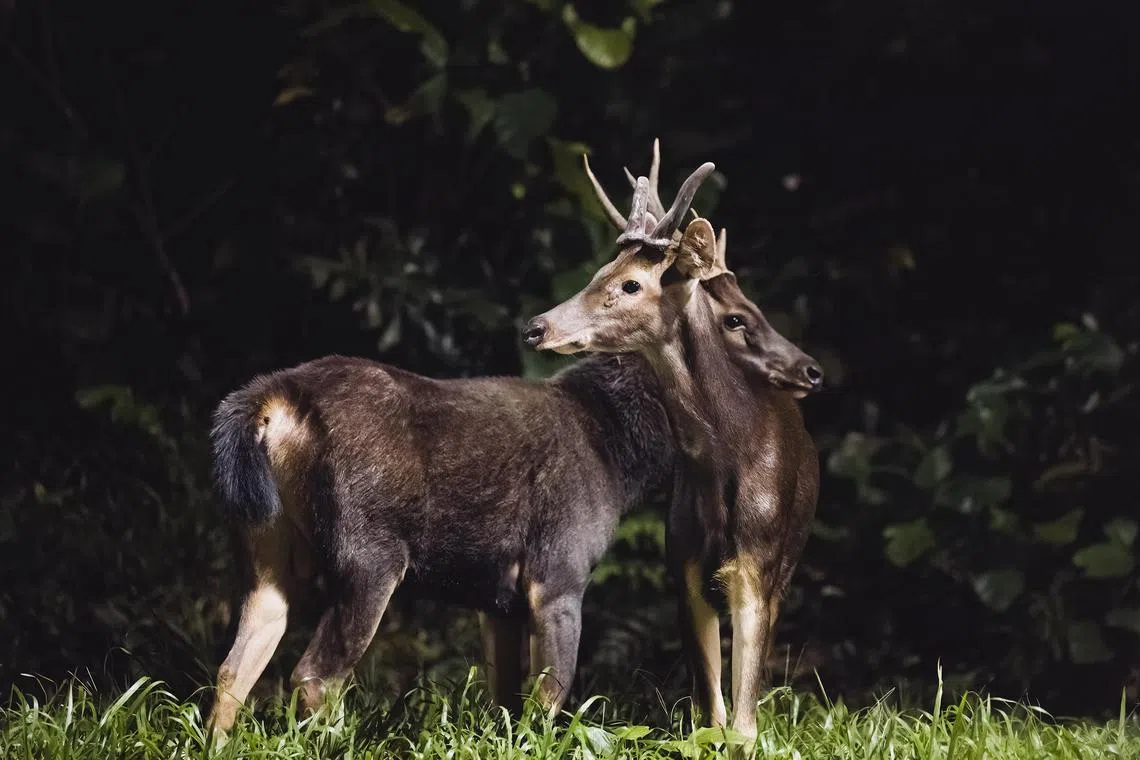 aqdeer27 - Sambar stag photographed at the Central Catchment Nature Reserve (CCNR) on 22 Dec 2022. The deer can grow up to 160cm tall, and some stag have unique antlers that make identification easier. Credit: Courtesy of Tan Yong Lin (@ylint on Instagram)