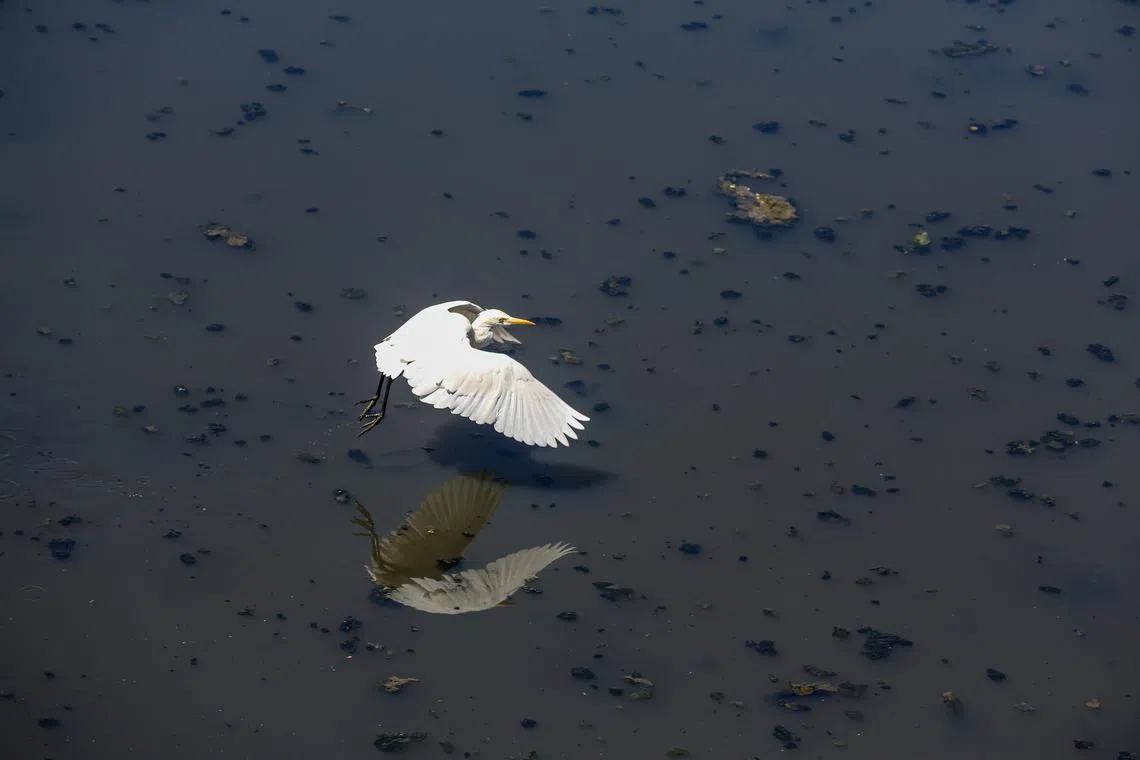 A bird flying above the  polluted Dahisar River, passing through the residential building in Mumbai, India, March 6, 2024.