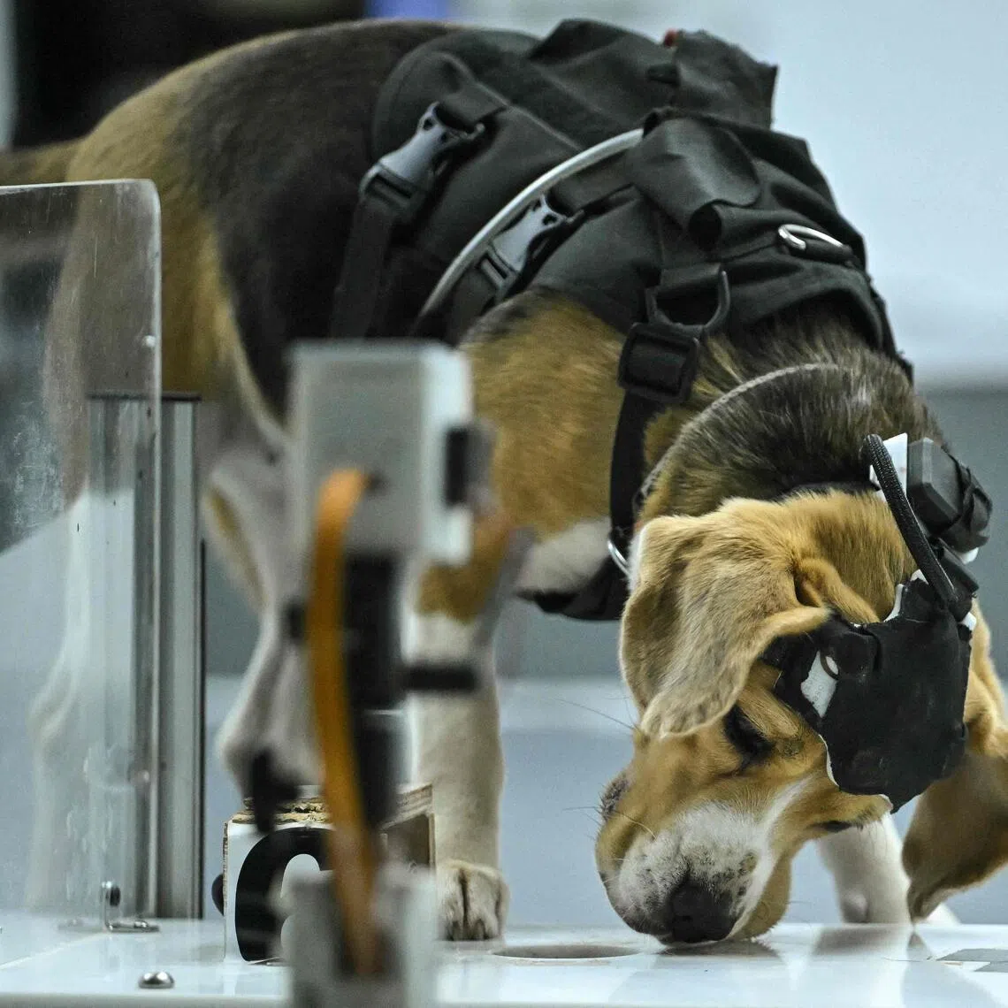 A growing body of global research suggests dogs can be trained to detect cancer and other human illnesses, from Parkinson’s to Covid-19.