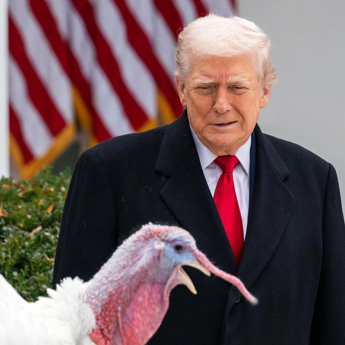 US President Donald Trump taking part the US' annual turkey pardoning ceremony with Gobble, one of the national Thanksgiving turkeys, at the White House on Nov 25.