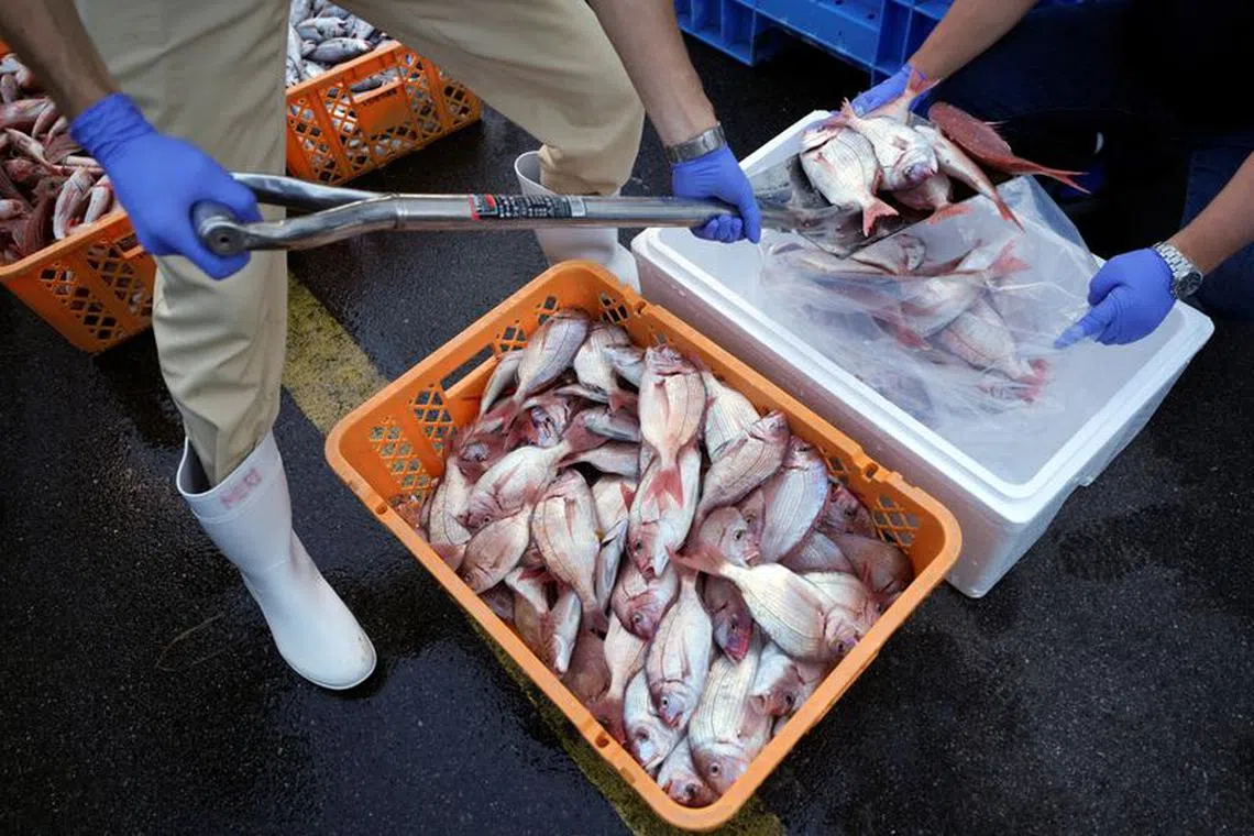 FILE PHOTO: Local staff encase the sample fish to a cold box for a team of experts from the International Atomic Energy Agency (IAEA) with scientists from China, South Korea and Canada at Hisanohama Port, Thursday, Oct. 19, 2023 in Iwaki, northeastern Japan.     Eugene Hoshiko/Pool via REUTERS/File Photo