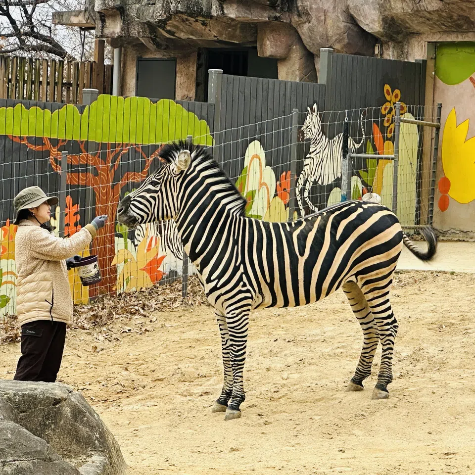 Zebra Sero in his enclosure at Children’s Grand Park, where the wall is painted with zebras along with trees and flowers.