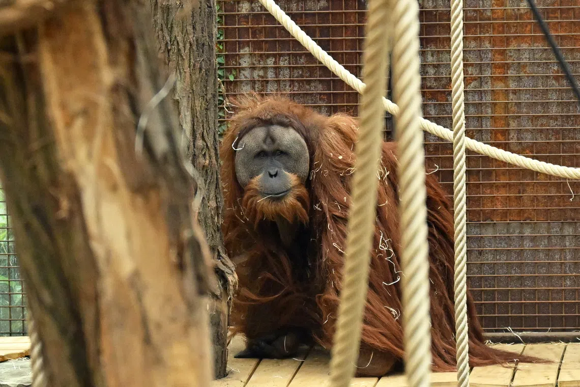Only scientifically classified as a species in 2017, tapanulis are incredibly rare, with fewer than 800 left in the wild.