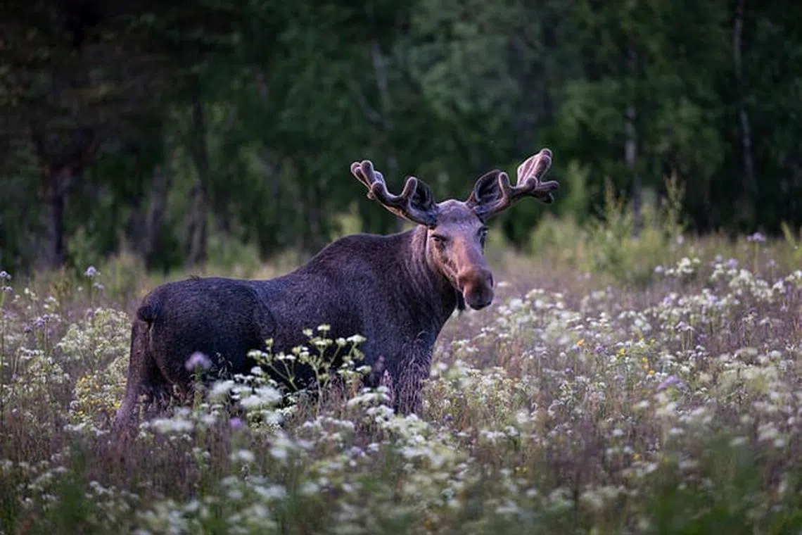 Moose and other large animals, which are often active at dawn, dusk and night, can be difficult to see because they are so tall that they do not readily appear in headlights.