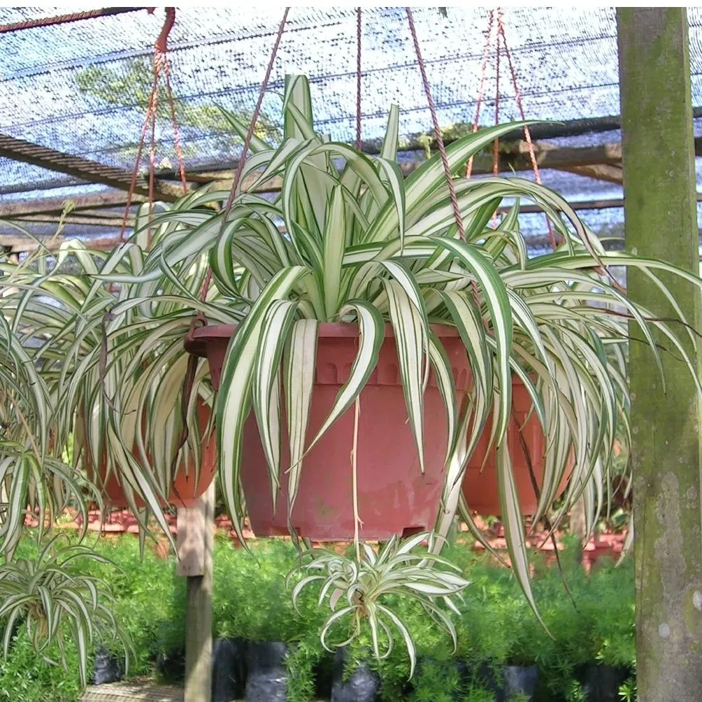 These plants with animal-inspired names have been chosen for their relative ease of maintenance in high-rise gardens.