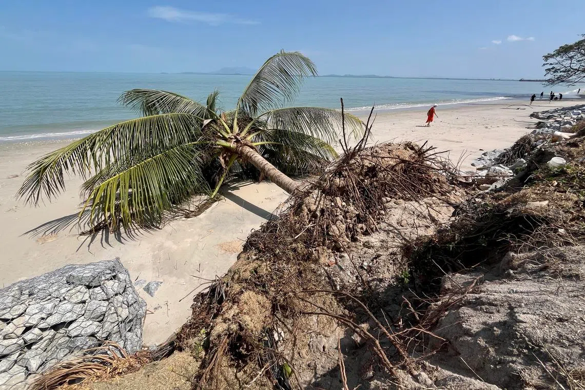 Erosion is causing many trees to fall along the shoreline of Tanjung Bungah in Penang, raising concern among local residents and businesses.