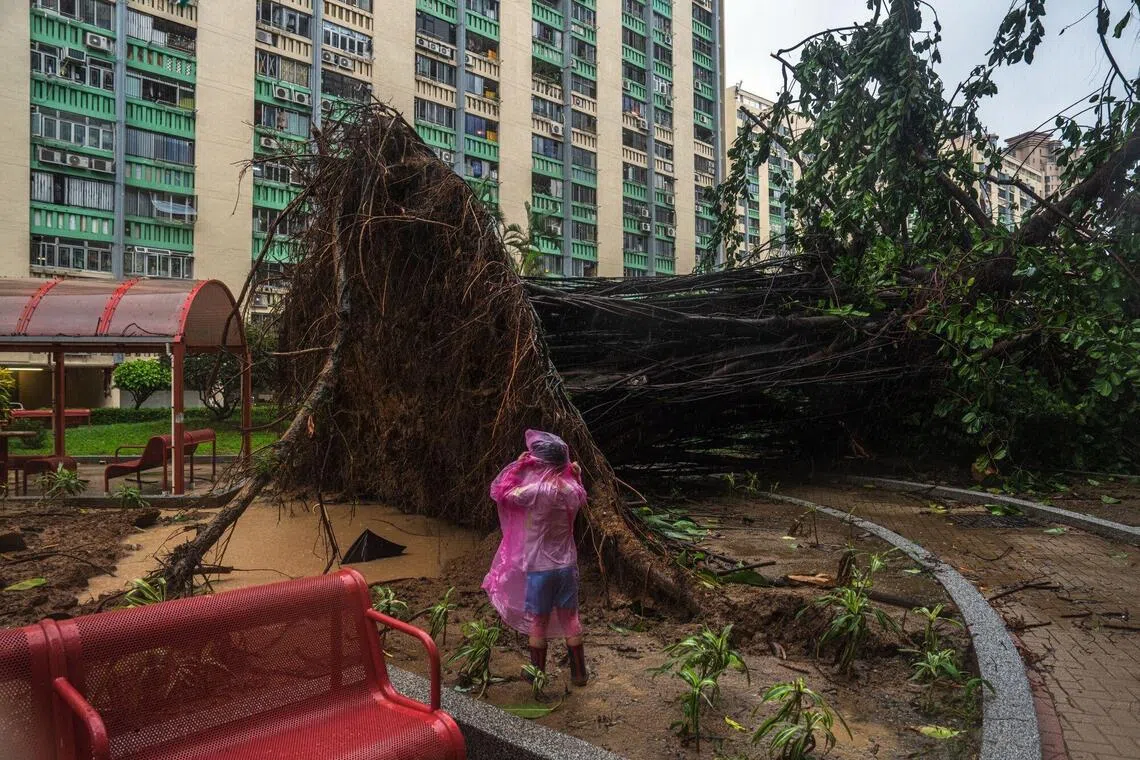 A fallen tree at Oi Man Estate in Ho Man Tin area during Super Typhoon Ragasa in Hong Kong, on Sept 24.
