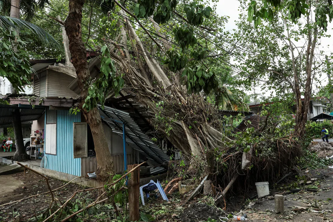 A fallen tree sits atop a house following heavy rain and strong winds on Friday, in Bangkok, Thailand, October 4, 2025. REUTERS/Chalinee Thirasupa