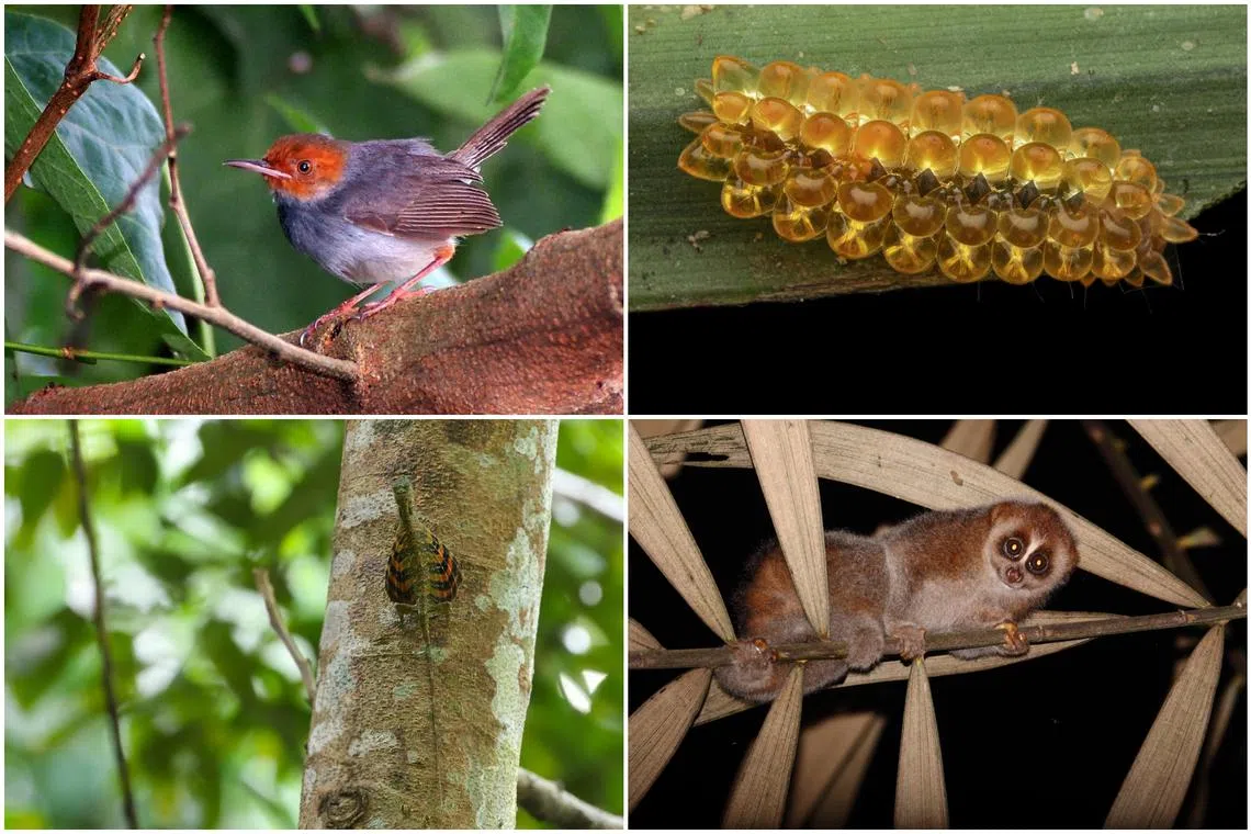 World Wildlife Day: 6 lesser-known S’pore residents | The Straits Times