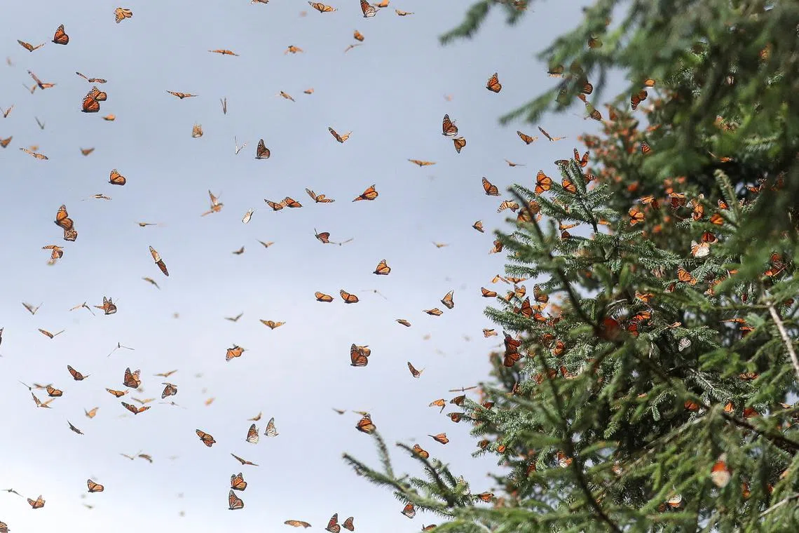 Monarch butterflies flying over the Sierra Chincua butterfly sanctuary in Angangeo, Michoacan state, Mexico on Dec 6, 2023. 