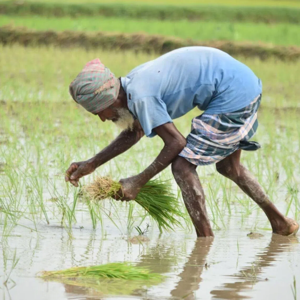 Tens of thousands of farmers in Bangladesh are struggling to secure diesel for irrigation at a critical stage of the paddy season.