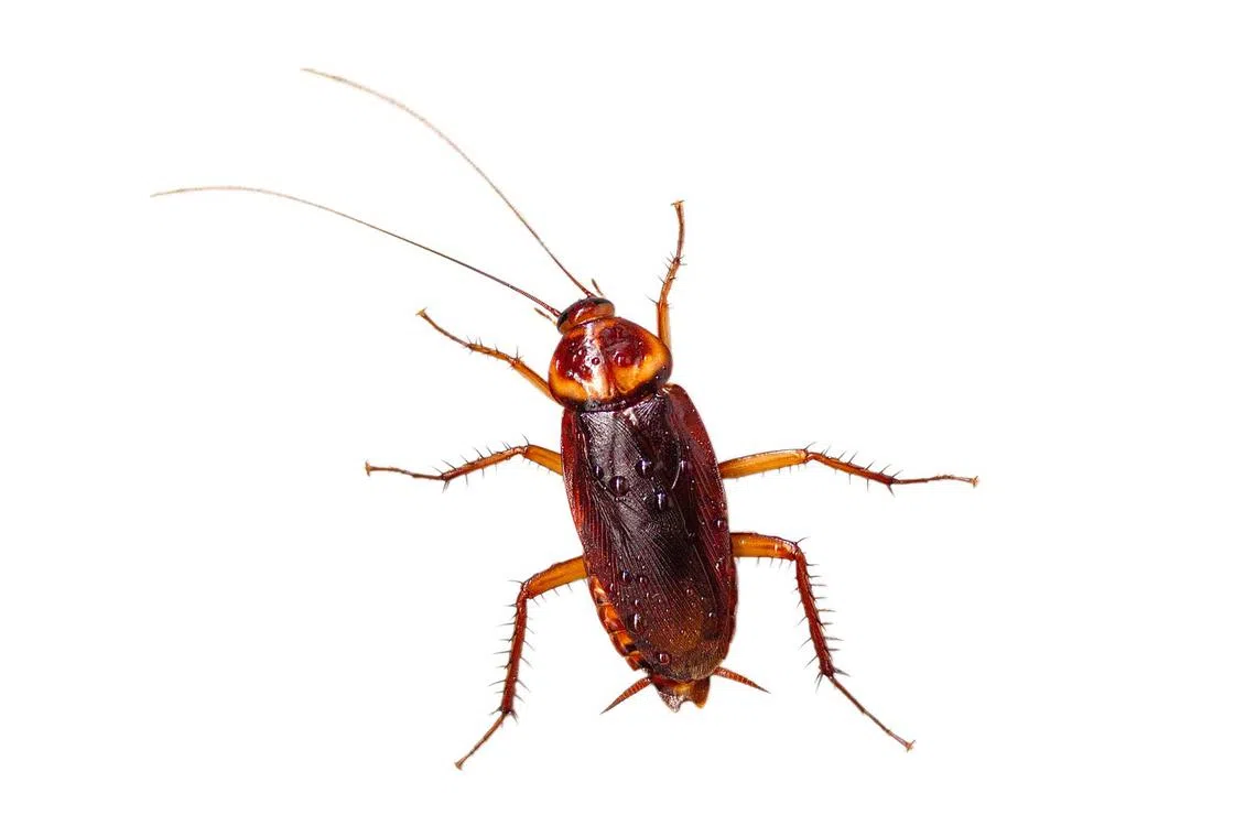 The man had sprayed a large amount of insecticide to try to kill the cockroach in his apartment.