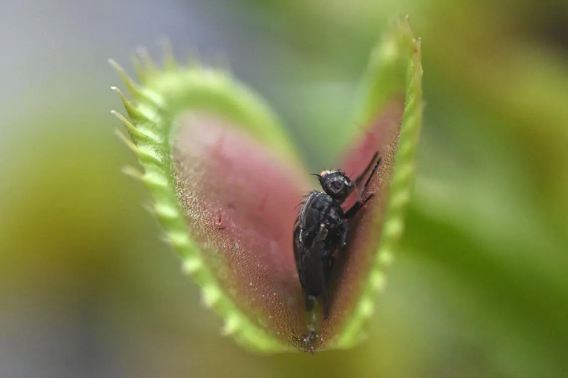 A dead insect is seen inside a carnivorous plant during the fifth exhibition of carnivorous plants at the botanical garden in Bogota, Colombia, on May 16, 2024.
