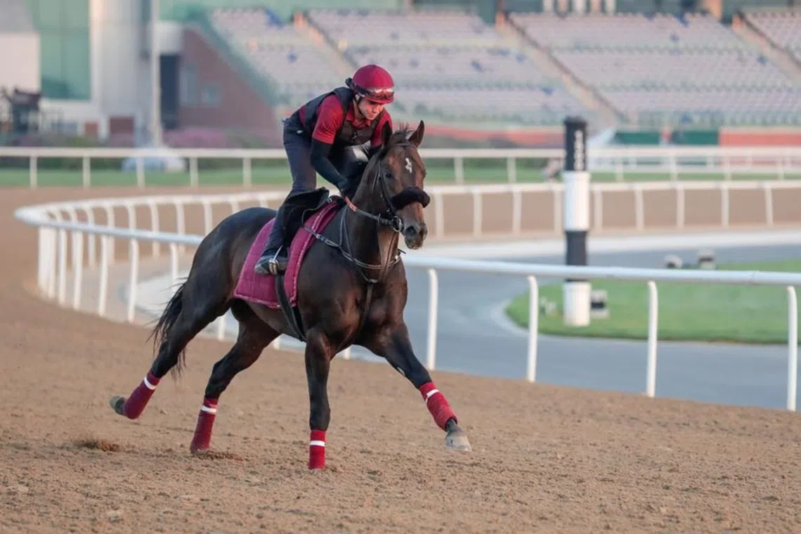 The Bhupat Seemar-trained Mufasa being put through his paces by a track rider at Meydan ahead of his contest in the Listed Al Garhoud Sprint (1,200m) at the same track on Dec 5.