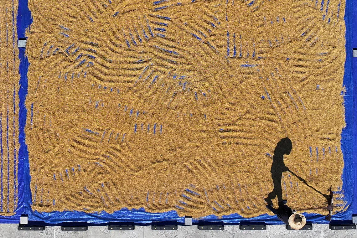 epa13267738 A farmer rakes harvested rice placed to dry in the sun before storage, in Chuncheon, Gangwon province, South Korea, 28 September 2026. EPA/YONHAP SOUTH KOREA OUT