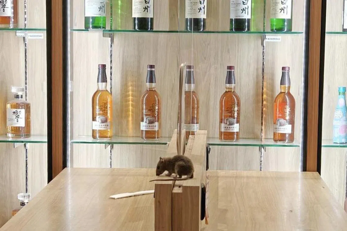 0717 Yy / 一只老鼠出现在唐吉诃德（Don Don Donki）超市的用餐区桌上。（受访者提供）