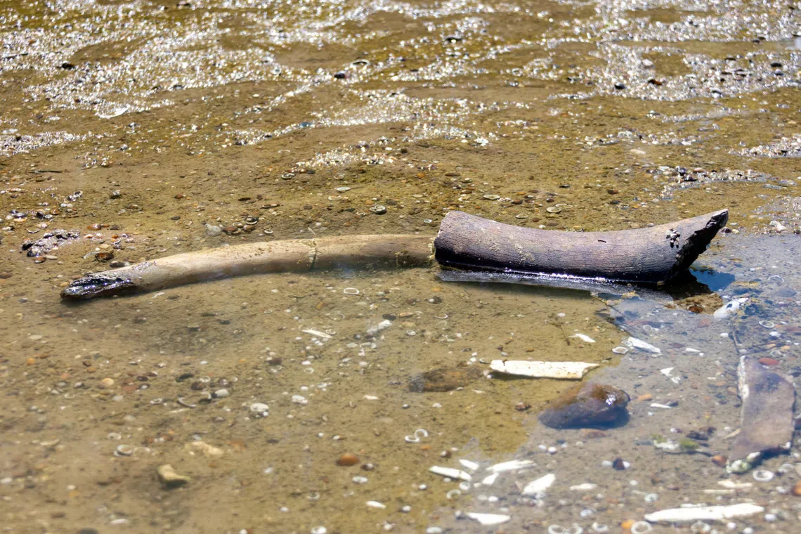 The remains of what historians believe is an ancient mammoth, which emerged after the Danube River’s water level receded to a record low.