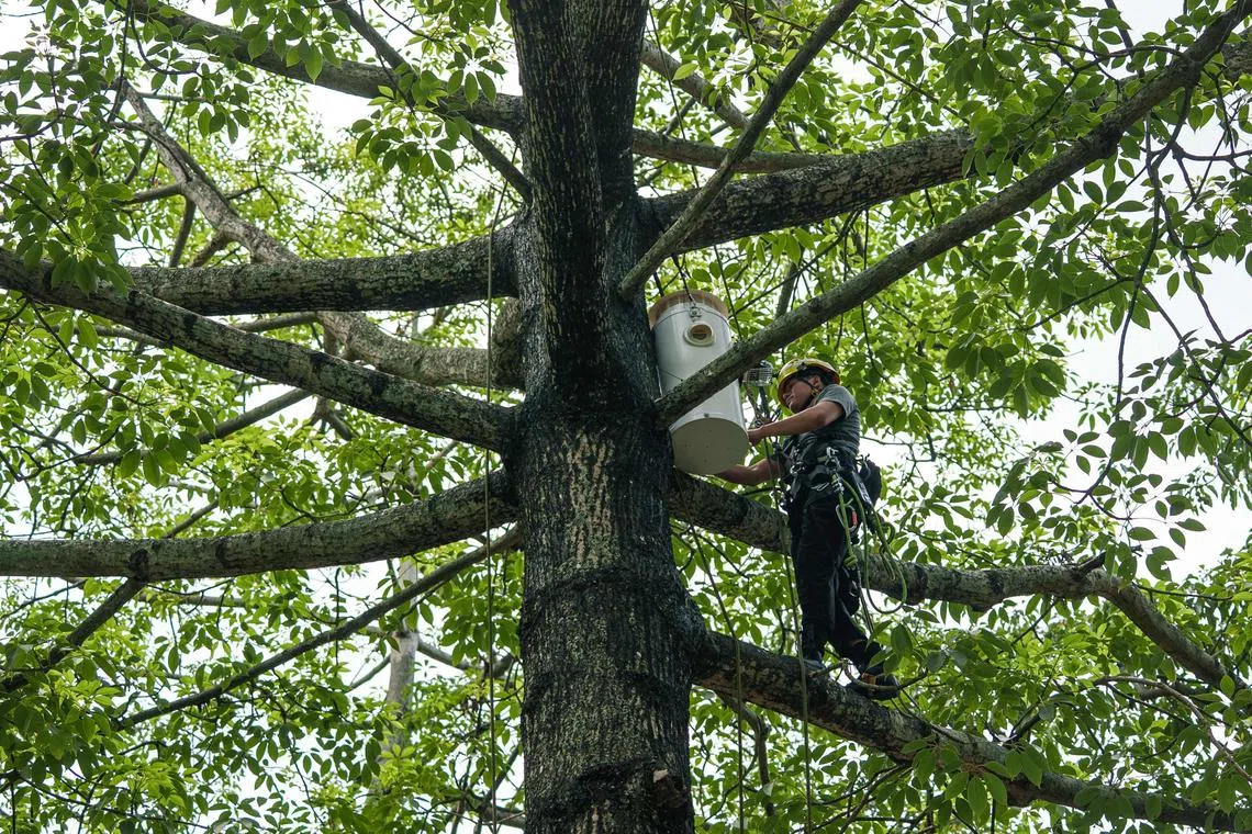 Urban animal habitat designer Harry Wong climbs up a cotton tree at Victoria Park in Causeway Bay, Hong Kong, to install an artificial nest box for yellow-crested cockatoos. 