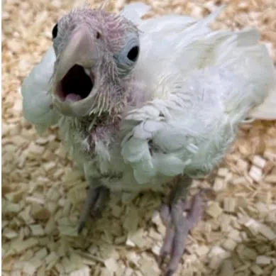 The Philippine cockatoo chick at about two months old (left) and now, four months old.