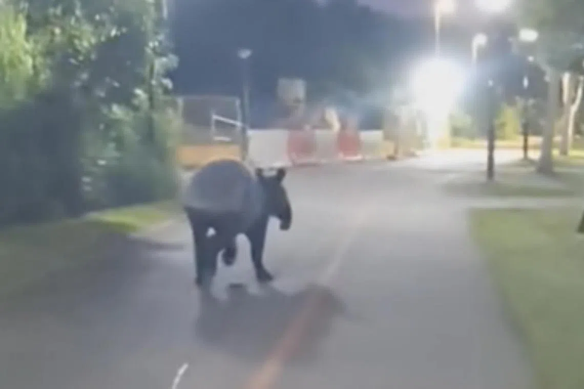 The tapir could be seen in the video running along the park connector past a jogger and another person pushing a skate scooter.