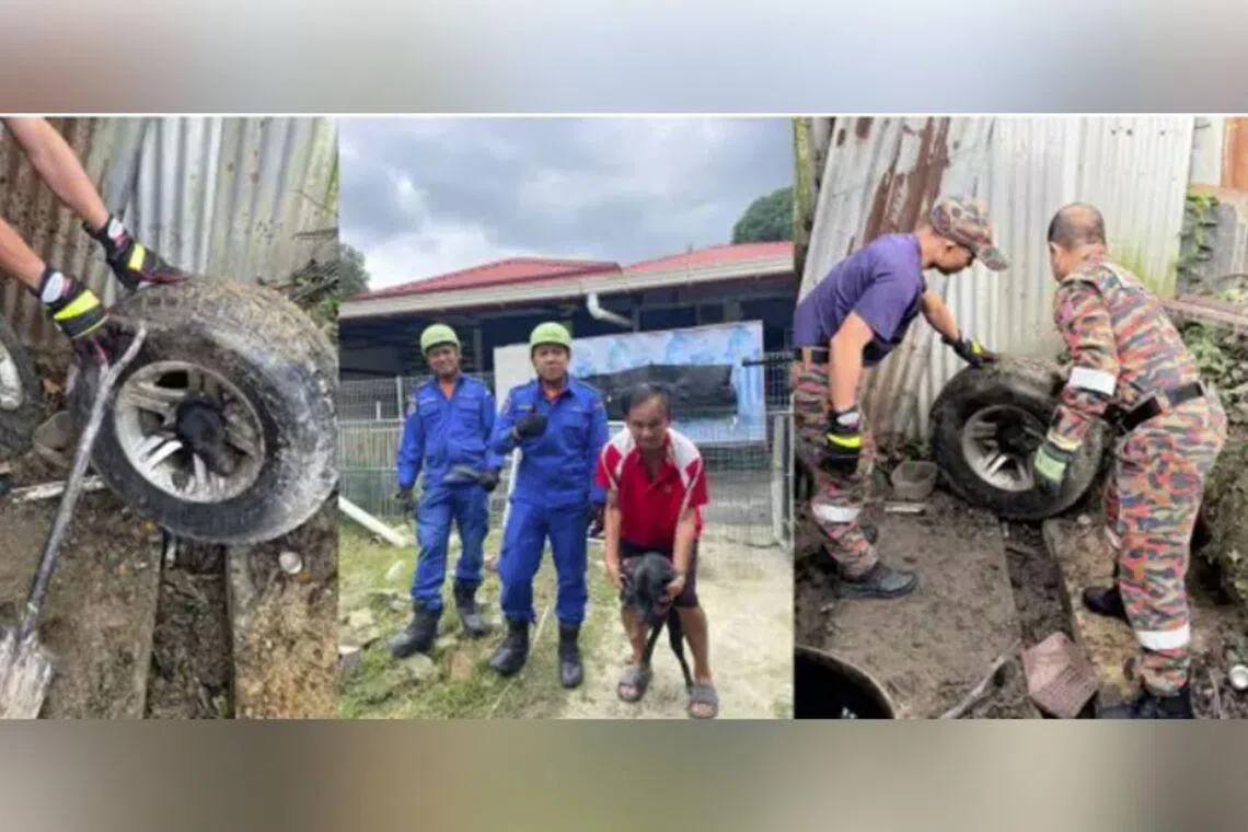 Dog in Malaysia freed after hours with head stuck in tyre rim