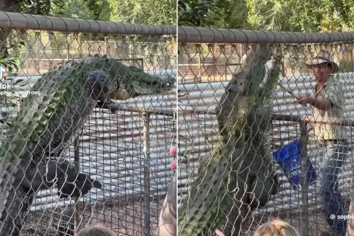 In these screengrabs, the crocodile is seen attempting to climb over a fence at the Malcolm Douglas Crocodile Park near Broome, Western Australia.